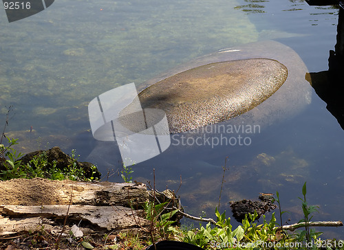 Image of Manatee