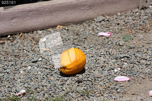 Image of Orange