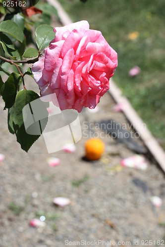 Image of Pink Rose Flower