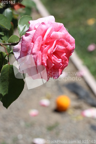 Image of Pink Rose Flower