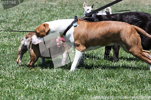 Image of Group of Dogs Playing