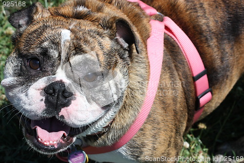 Image of Bulldog