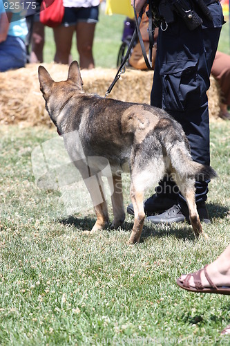 Image of German Shepherd and a Policeman