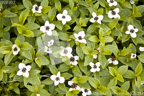 Image of Beautiful wild flowers in forest 