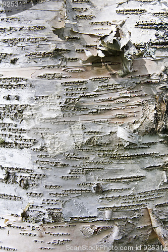 Image of Tree bark texture background 