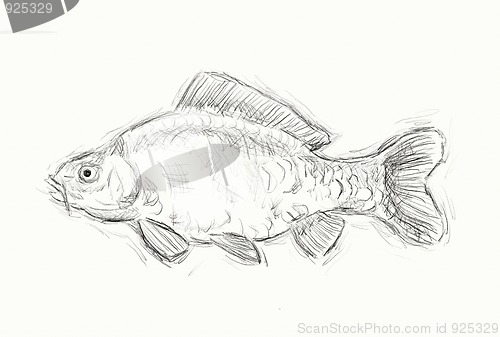 Image of carp