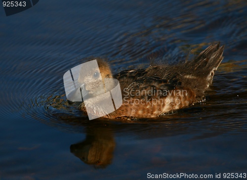 Image of Duckling