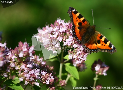 Image of Butterfly