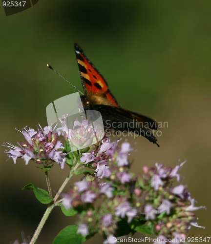 Image of Butterfly