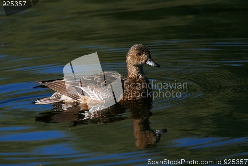 Image of Duck