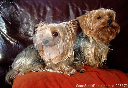 Image of Couple of two Yorkshire dogs