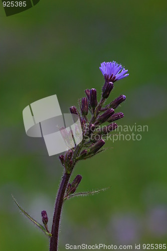Image of Blue flower