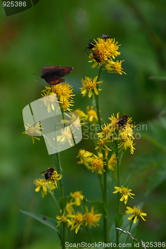 Image of Yellow flower with insects