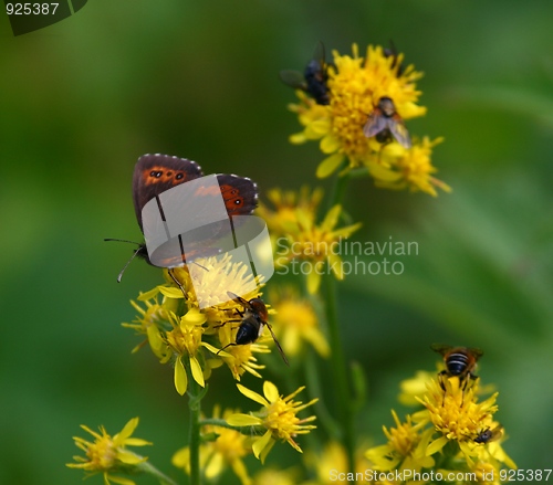 Image of Flower  with insects on