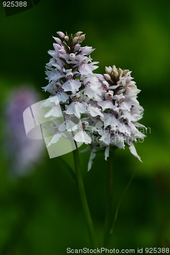 Image of White flower