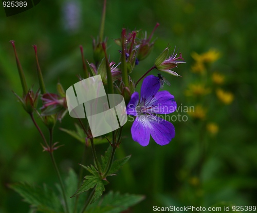 Image of Blue flower