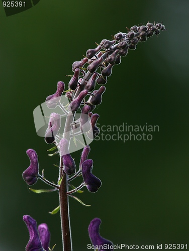 Image of Lilac flower