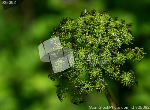 Image of Green flower with flies