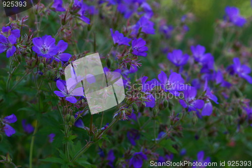 Image of Blue flowers