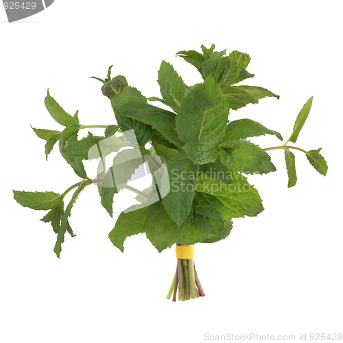 Image of Lemon Balm Herb
