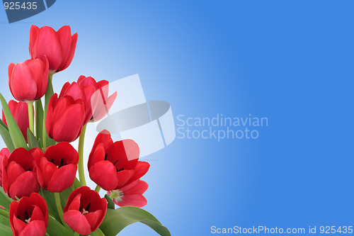 Image of Red Tulip Flowers