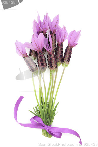 Image of Lavender Herb Flower Posy