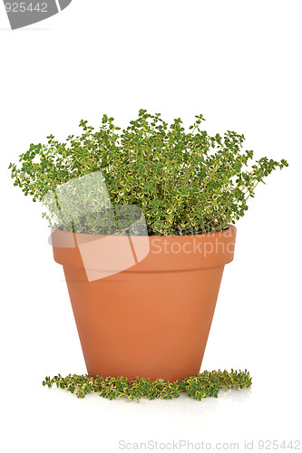 Image of Thyme Herb Plant