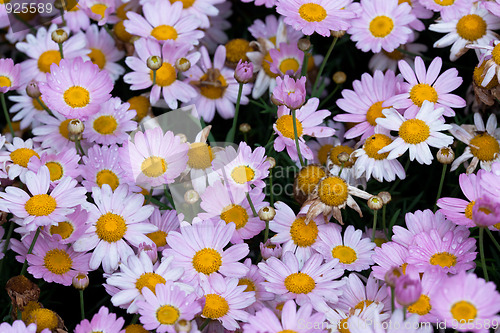 Image of daisy