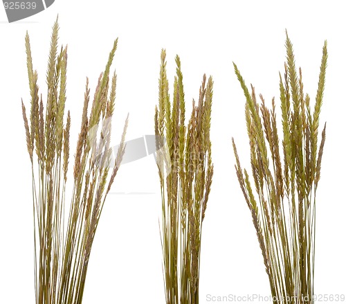 Image of Beach grass (Ammophila arenaria)