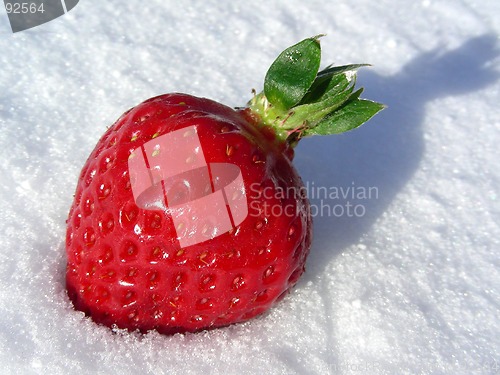Image of strawberry in snow
