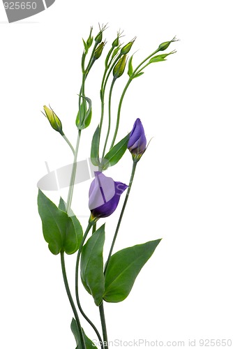 Image of Beautiful violet flower