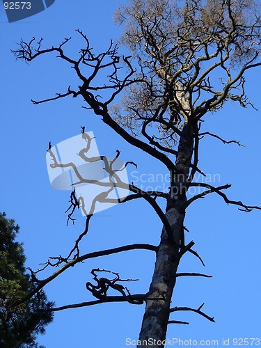 Image of dry branches