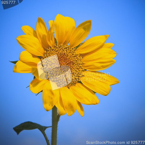 Image of sunflower