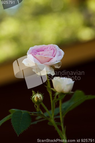 Image of Pink rose