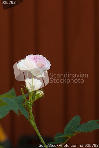 Image of Pink rose