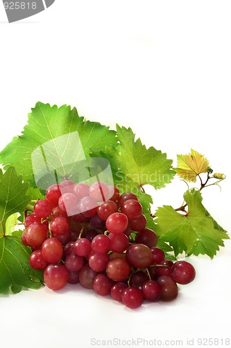 Image of Grapes