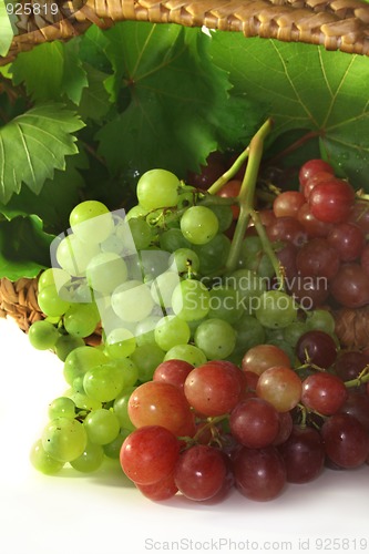 Image of Grapes