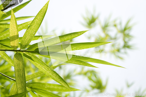 Image of Beautiful Bamboo Border 