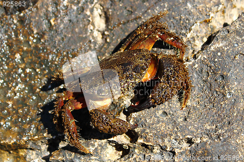 Image of middle size crab on rock