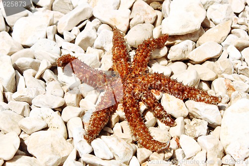 Image of sea star sitting on stoned beach