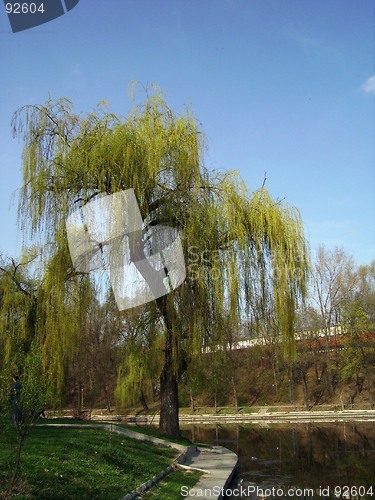 Image of Willow by the lake