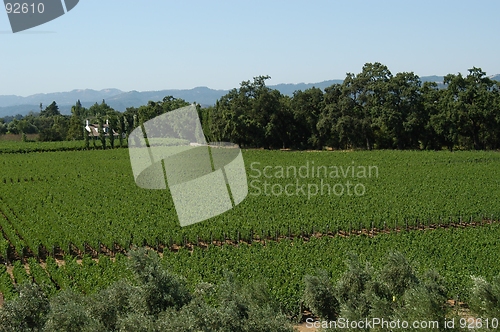 Image of California vineyard