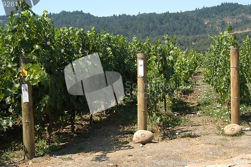 Image of Inside the vineyard