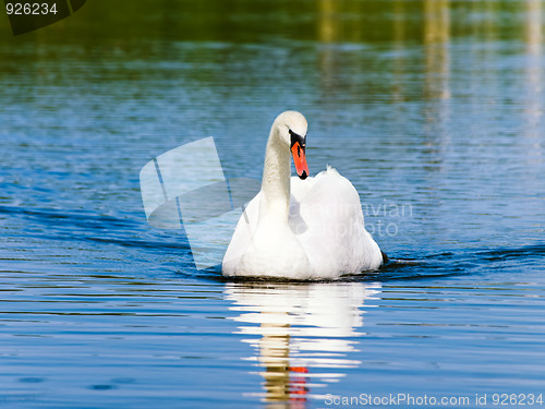 Image of swan