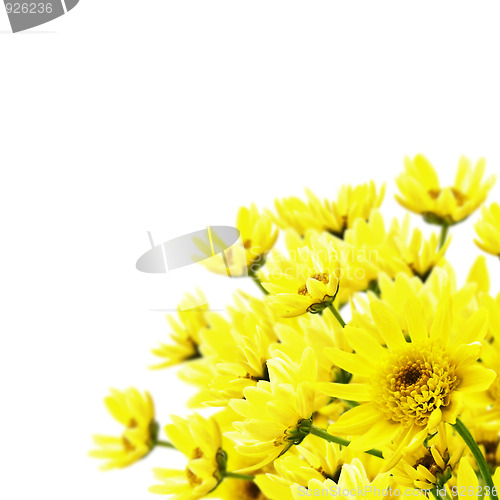 Image of Chrysanthemum