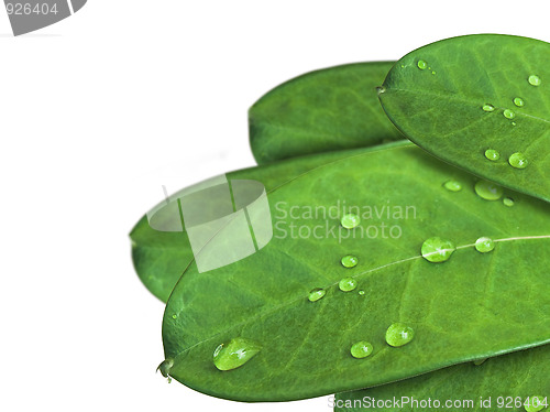 Image of green leaves