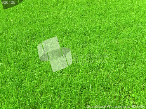 Image of green grass