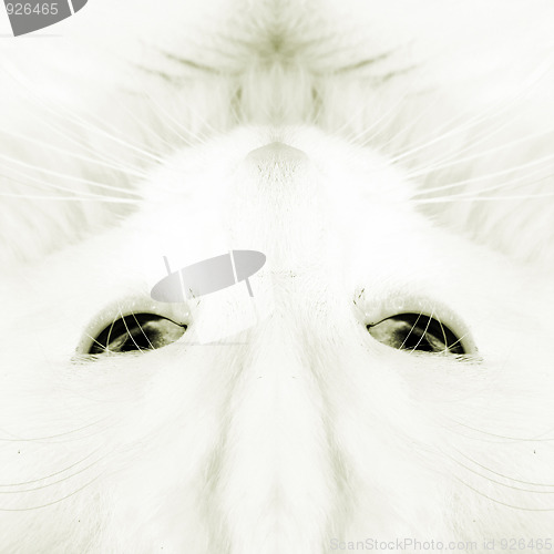 Image of White cat