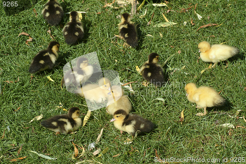 Image of Young chicks on grass