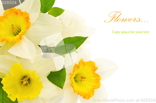Image of narcissus